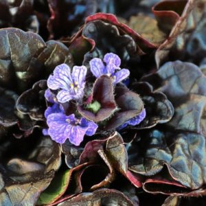 Zbehovec plazivý - Ajuga Reptans ´VARIEGATA´, kont. P9